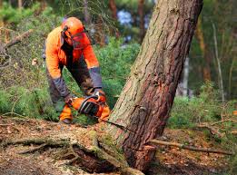 Dogtown, CA Tree Removal Company